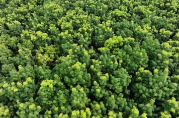 Certificação de créditos de carbono, enfim, estreia no Brasil